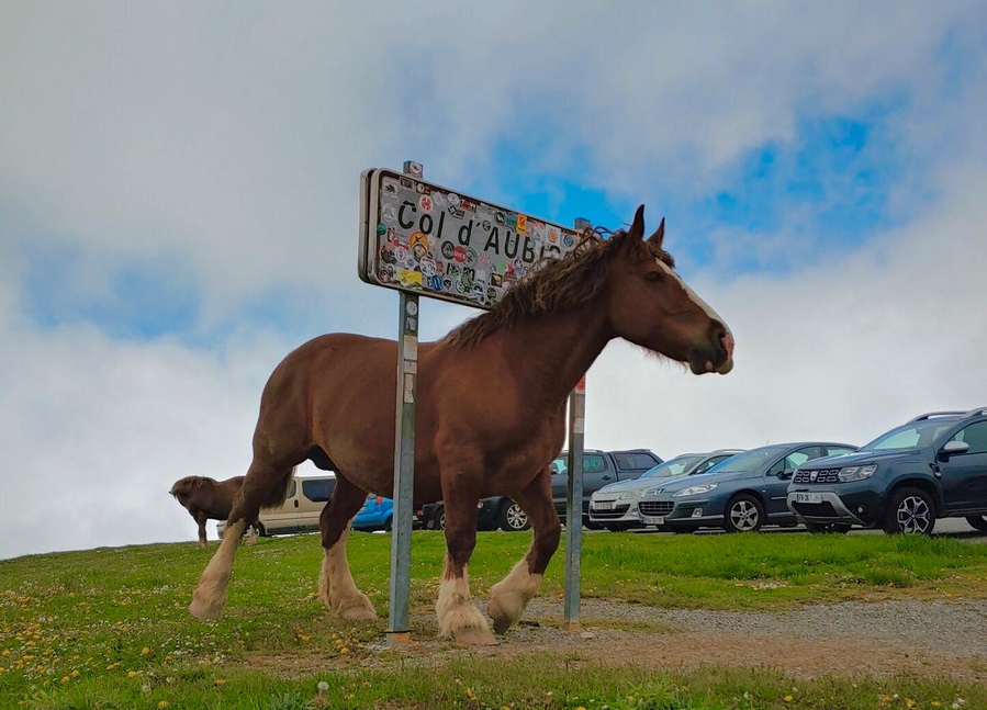 Paard